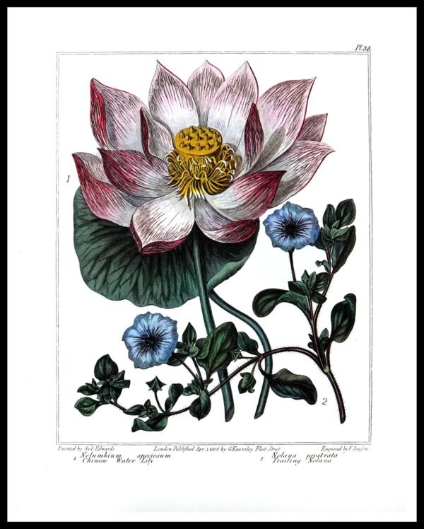 ALP F12024 Flowers (Antique Prints)